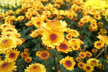 yellow chrysanthemum