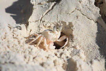 Little crab