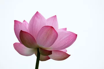 Papier Peint photo autocollant fleur de lotus 蓮花 (上野・不忍池)