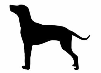 Silhouette of a dog