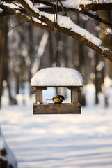 Titmouse near the feeder