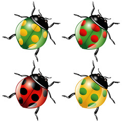 Coccinelles Ladybugs