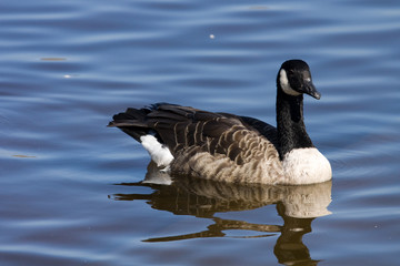 Obraz premium Candadian Goose (Branta canadensis)