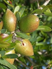 Des argans sur une branche d'arganier