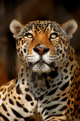 Close photo of Indian Jaguar