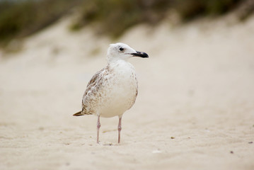 Gull on the sand