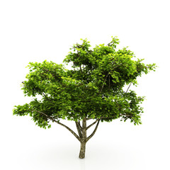 Tree isolated on a white background