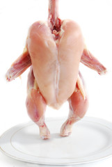 chicken ©  Fahad Hassan