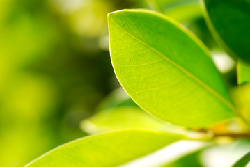 closeup picture of rich foliage