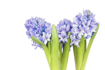 Hyazinthen, hyacinth