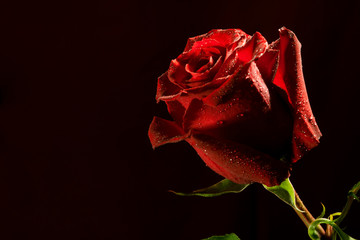 red rose on dark background