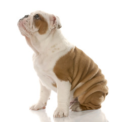 Obraz premium english bulldog puppy