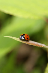 Coccinelle