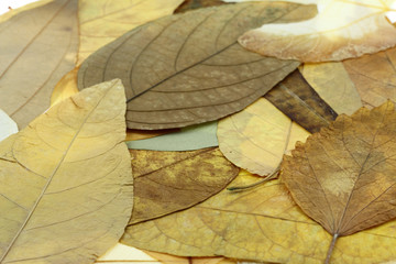 feuilles mortes d'automne