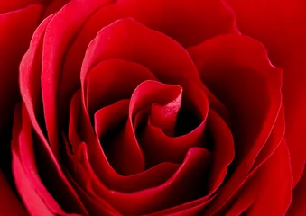 Voilages Macro rose d& 39 amour