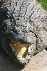 Krokodil