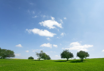 The spring day in blossoming fields