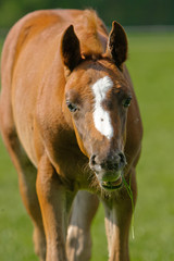 Fohlen mit Gras im Maul