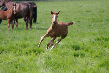 Fohlen rennt im Galopp über Wiese
