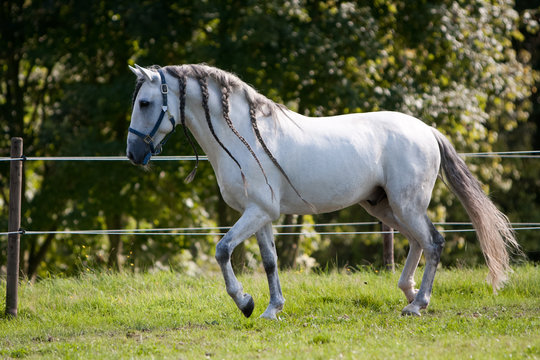 Pferd - Andalusier