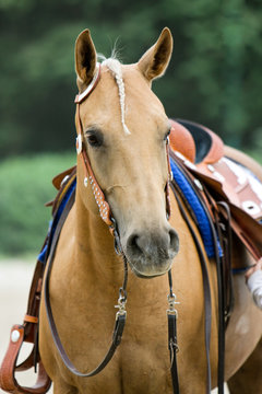 Western-Pferd