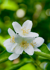 A jasmine bush in full springtime blossom.
