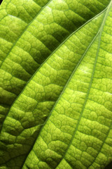 Green leave