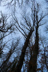 Fototapeta premium paesaggio invernale con alberi