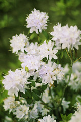 Rhododendron