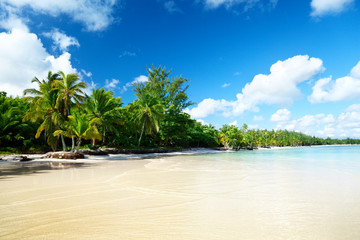 Fototapeta na wymiar sea and coconut palms