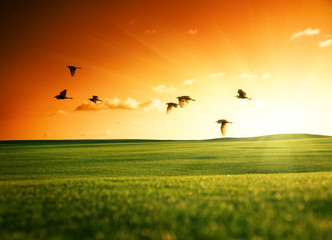 Obraz na płótnie Canvas pole trawy i ptaki latające