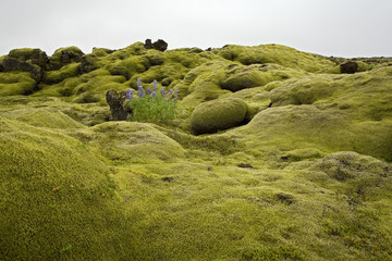 moss landscape