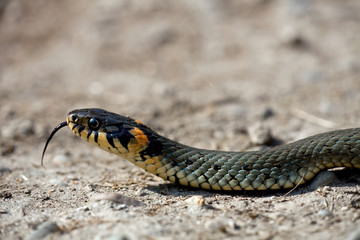 The grass snake (Natrix natrix)
