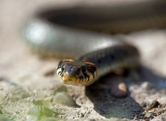 The grass snake (Natrix natrix)