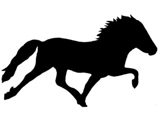 Islandpferd Rennpass