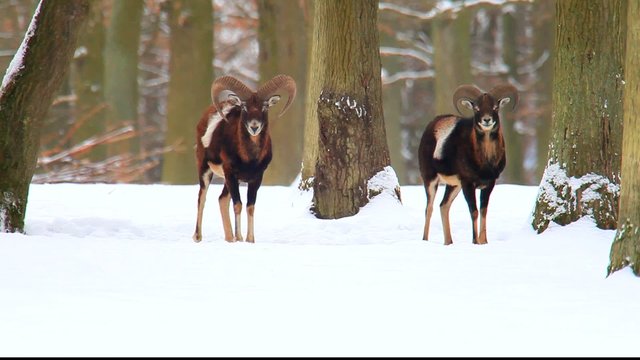 Muffelwidder