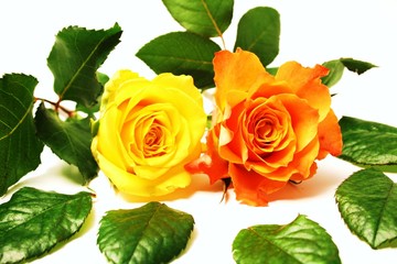 wunderschöne,aufgeblühte Rosen