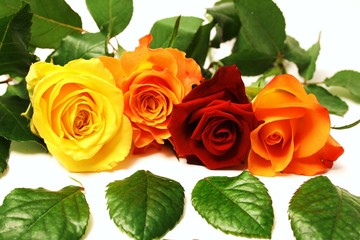 Fototapeta premium vier schöne Rosen