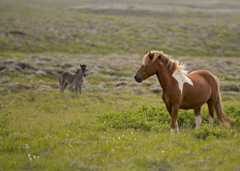 Obraz premium Horse Iceland