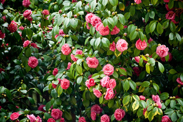 tree full of camellias