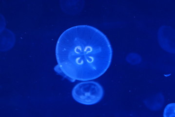Naklejka na ściany i meble Medusa Jellyfish