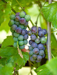 Grapes on vine in vineyard