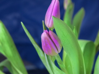 Tulpen