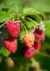Ripe raspberries