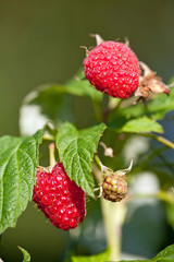 Ripe raspberries