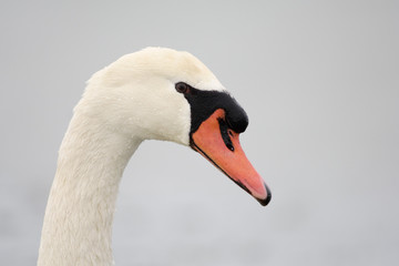 Obraz premium Höckerschwan Porträt