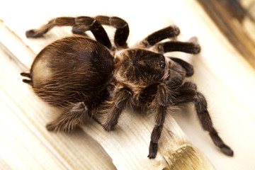 Tarantula!