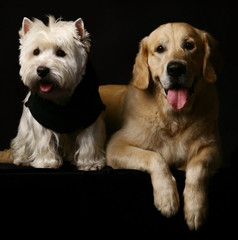 Two dogs poising on studio