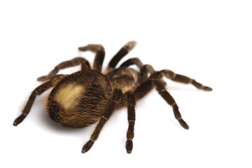 Beautiful spider isolated on white background