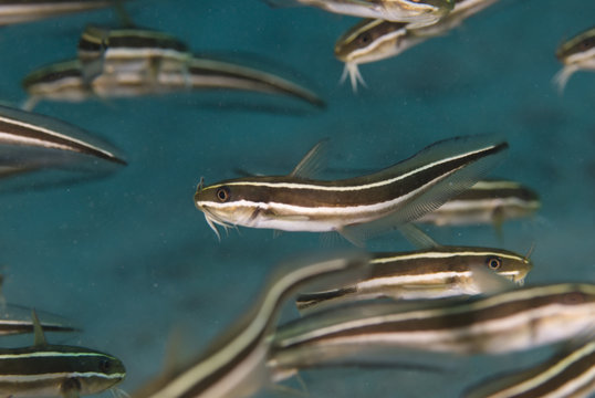 A close up shot of the extremly poisonous Striped eel catfish (P